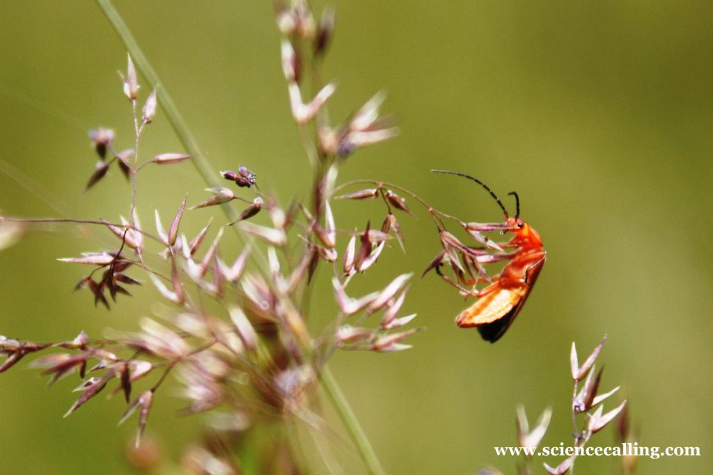 Red Insect on Grass_Lake District 2011